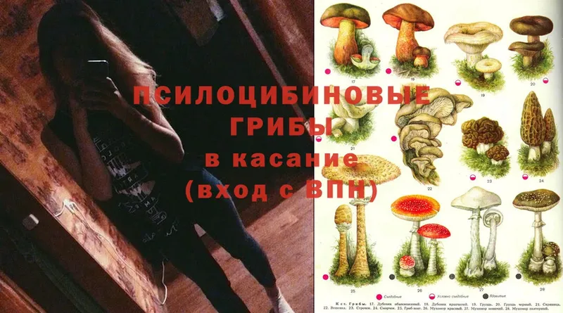 Псилоцибиновые грибы Psilocybe  МЕГА как войти  Юрьев-Польский 